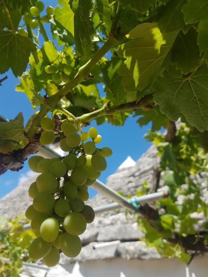 I Trulli Di Nonno Giovanni Alberobello Exteriér fotografie